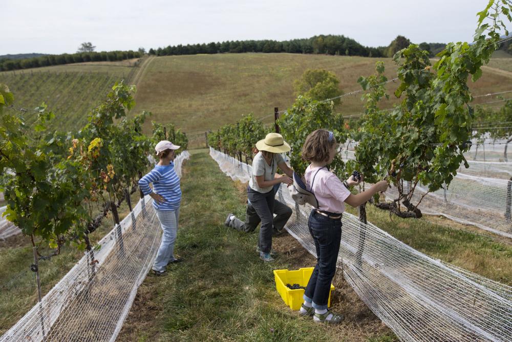 Harvesting grapes, Mary Huges Left, Right Kate Meyer and her daughter Anna