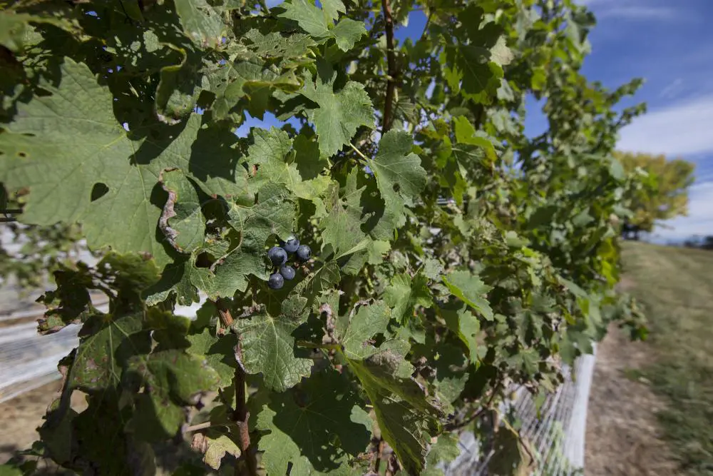 grape vines at Jump Mountain Vineyard